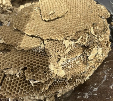 wasp nest