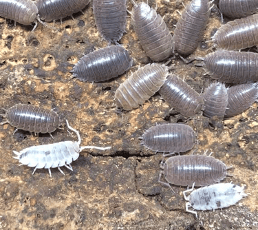 a group of woodlice on a path