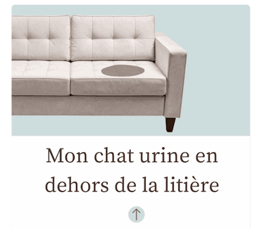 Chat pipi partout