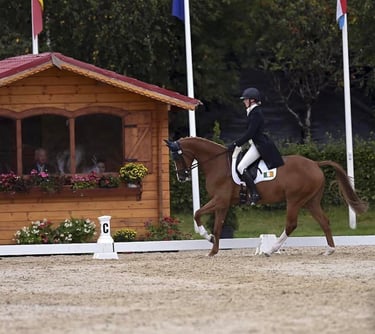 Dressage horse who receives CONNEXION equine supplement