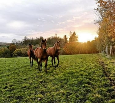 Horses happy in field who get horse supplement CONNEXION