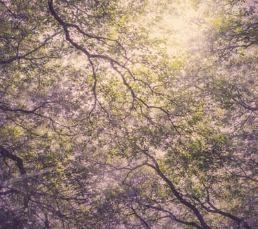 Dreamy low angle view of sun shining through green tree canopy with a purple haze.