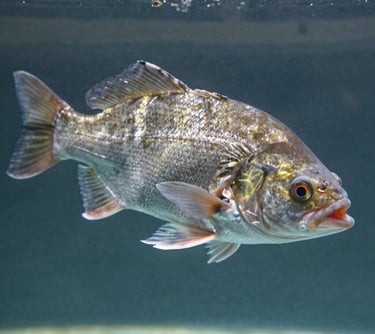 Detailed photography of a healthy Indonesian Patin fish (Pangasius) in an aquatic setting, focusing on the sleek skin and robust body structure, lit with natural soft light.