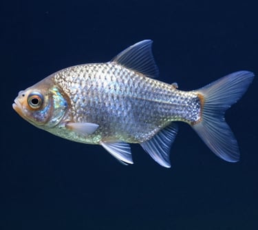 Close-up photography of a majestic Arwana Silver fish swimming gracefully, highlighting its iridescent scales and elegant fins against a deep blue background.