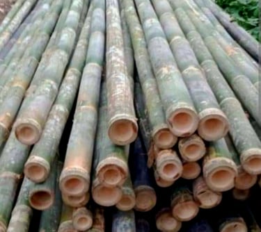bambu kayu