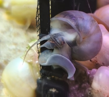 Steel Blue Mystery Snail with color-matched foot and shell pigment - Shell & Fin