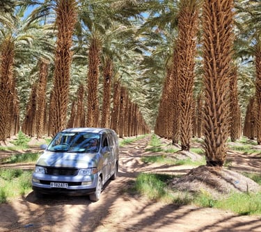 a van parked in a palm tree lined with palm trees