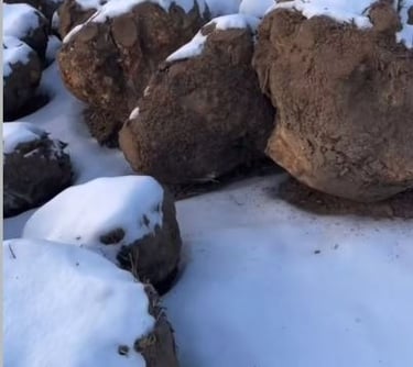 elm burl birch ash maple wood blocks blank