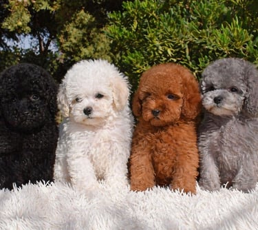 cachorros caniche toy