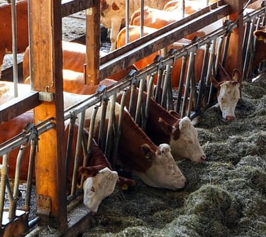 Fale conosco para  como montar estábulo para vacas de leite