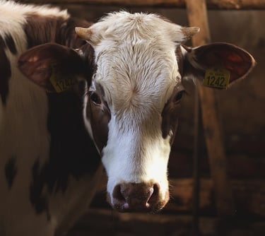 Fale conosco para saber como montar galpão para bovinos de leite - galpão para confinamento de gado 