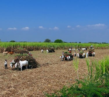 Fale conosco sobre planta para fábrica de melado