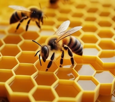 Informações complementares sobre Layout de Casa do Mel