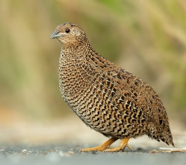 Planta de granja para codornas - Perguntas frequentes