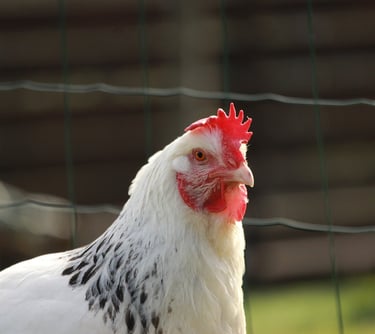 Esclarecimentos sobre Projeto de Granja para Frango de Corte
