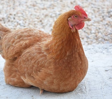 Dúvidas sobre Desenho de Granja para Galinha