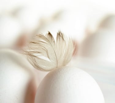 Descubra mais sobre como montar um Centro de Classificação de Ovos