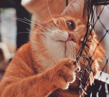 rede-de-protecao-para-gatos