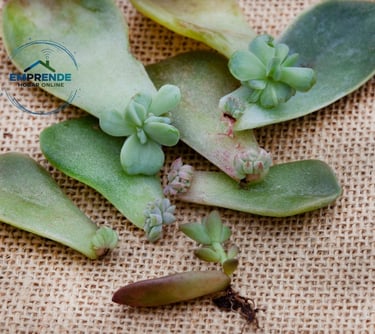 a group of succulente plants with green leaves