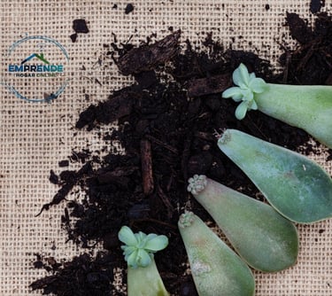 a group of succulente plants in a pile of dirt