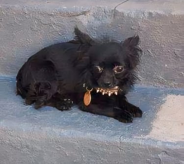 blue black long haired teacup chihuahua