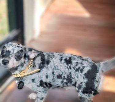 short haired blue merle chihuahua
