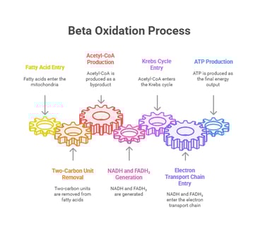 process of beta oxidation