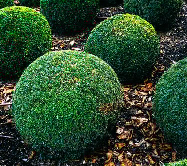 Company that trims bushes