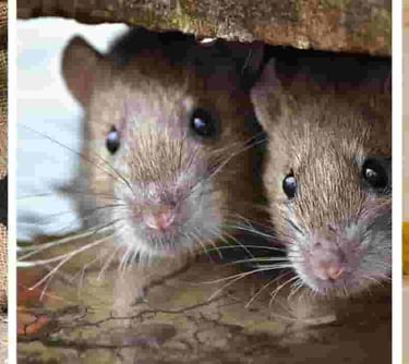 Rodents in Cavities throughout your home