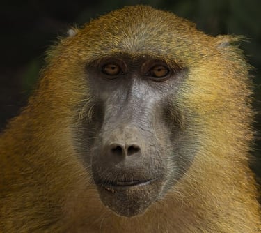 A close-up portrait of a Guinea Baboon with golden fur and brown eyes staring directly at the camera.