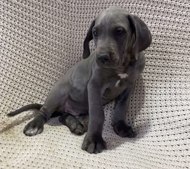 Great Dane Puppies for Sale