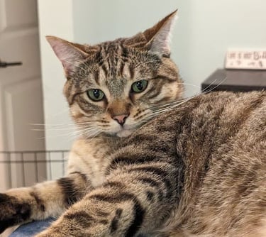 tabby cat with green eyes laying on blue counter