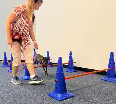an owner directs their small dog over jumps