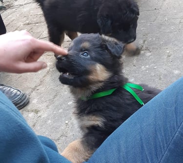 séance d’ecole du chiot en petit groupe chez activ canin à cestas
