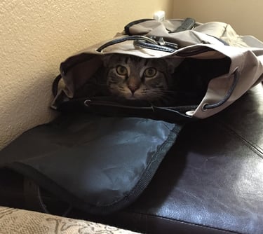 Nico the cat, yoga ninja master