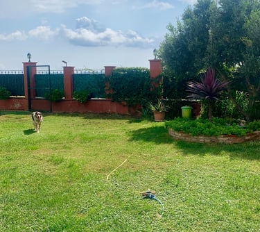 a dog is standing in the grass in Kanyini center