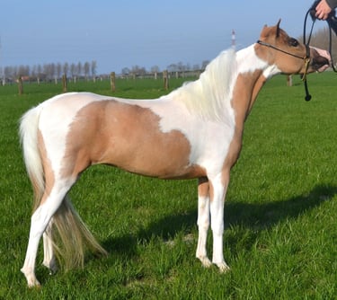 Poulinière AMHA miniature américaine mare