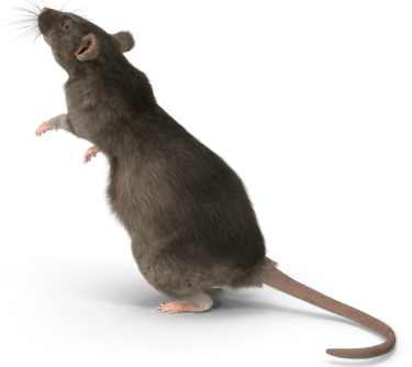 Un Rat