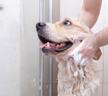 Clean in a shower. Dogs shake!