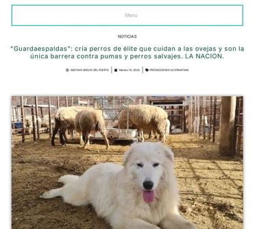 Carbap Pastor Maremmano-Abruzzese trabajando con ovejas