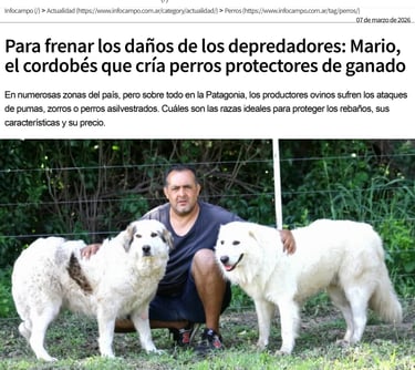 Infocampo Pastor Maremmano-Abruzzese trabajando con ovejas