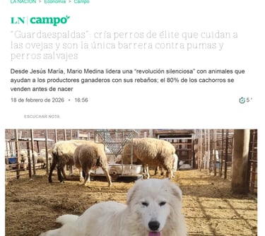 Nota Diario La Nación Pastor Maremmano-Abruzzese trabajando con ovejas