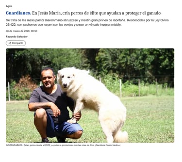 La Voz del Interior Pastor Maremmano-Abruzzese trabajando con ovejas