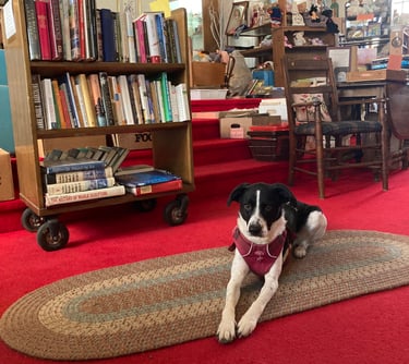 Shop dog Clover surrounded by used books
