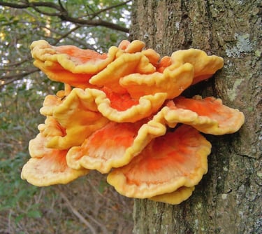 Chicken of the woods