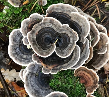 Turkey tail