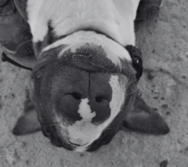 Bull terrier recostado mientras escucha comandos de su entrenador en clase de educación canina