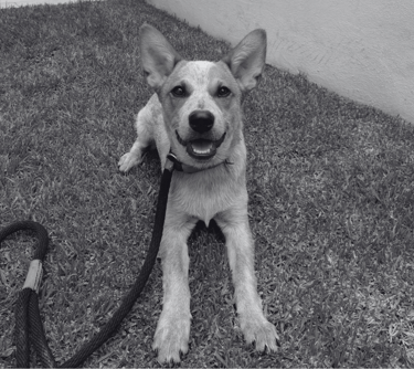 Cachorro de red heeler echado en el pasto durante su paseo en San Luis Potosí