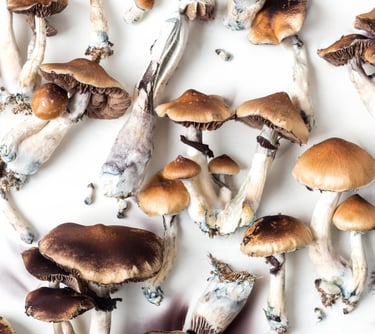 Top view of dried psilocybin mushrooms with brown caps and blue-tinted stems on a white background.