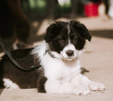 chien chiot border collie ecurie